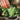KALE, BEAN & HERB GRATIN