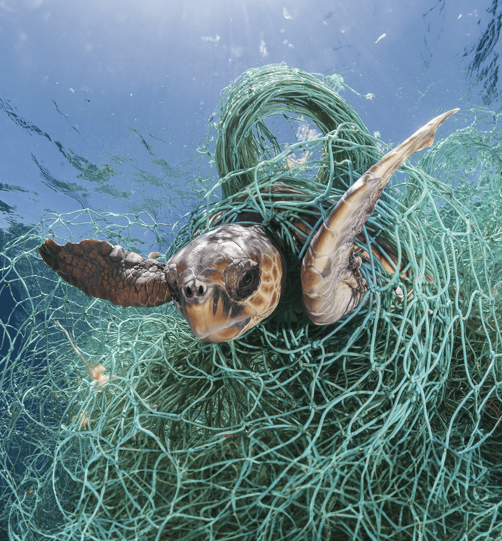 Entangled Turtle